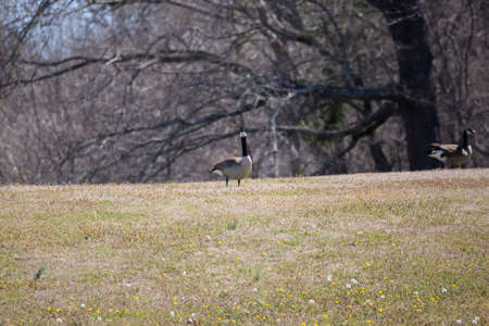 Canada goose (Branta canadensis) looking up curiously from a meadow where it had been foraging with another Canada goose foraging nearbyの写真素材