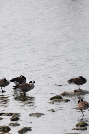 Flock of Canada geese (Branta canadensis) grooming and foraging in shallow water near rocksの写真素材