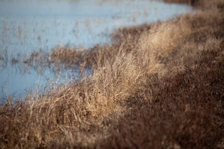 Dried grass at the edge of a lakeの写真素材
