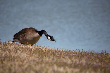 Alarmed Canada goose (Branta canadensis) looking out cautiously as it forages in a grassy meadow near the shoreの写真素材