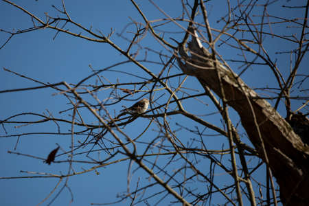 Curious chipping sparrow (Spizella passerina) looking around from its perch on a tree branch