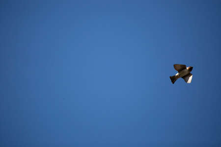Cliff swallow (Petrochelidon pyrrhonota) doing acrobatics through a pretty blue skyの写真素材