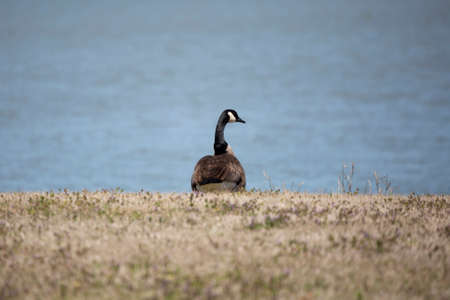 Canada goose (Branta canadensis) looking right as it stands on the shore and faces the waterの写真素材