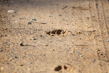 Dog tracks down a dirt road next to tire tracksの写真素材