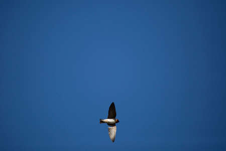 Cliff swallow (Petrochelidon pyrrhonota) doing acrobatics through a pretty blue skyの写真素材