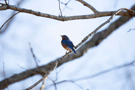 Eastern bluebird (Sialia sialis) looking around from its perch on a tree branchの写真素材