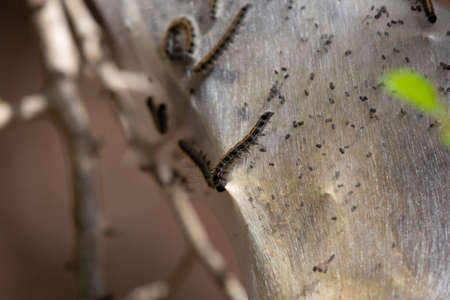 Eastern tent caterpillar (Malacosoma americanum) strengthening a cocoon as its fellow caterpillars...