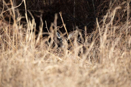 White-tailed doe deer (Odocoileus virginianus) hidden in tall, dried grass