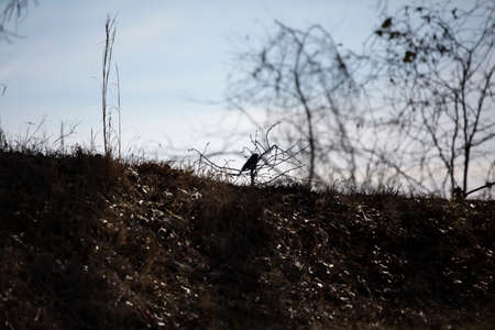 Profile of a dark-eyed junco (Junco hyemalis) on a hillの写真素材