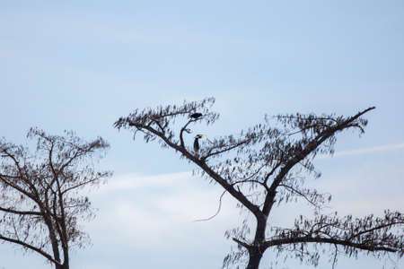 Fish crow (Corvus ossifragus) flying toward another fish crow perched at the top of a treeの写真素材