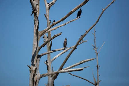 European starlings (Sturnus vulgaris) and double-crested cormorants (Phalacrocorax auritus) in a dead treeの写真素材