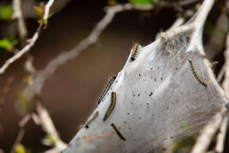 Eastern tent caterpillar (Malacosoma americanum) crawling into a cocoonの写真素材