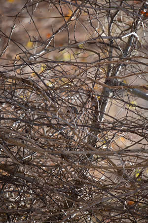 Curious fox sparrow (Passerella iliaca) looking down from its perchの写真素材