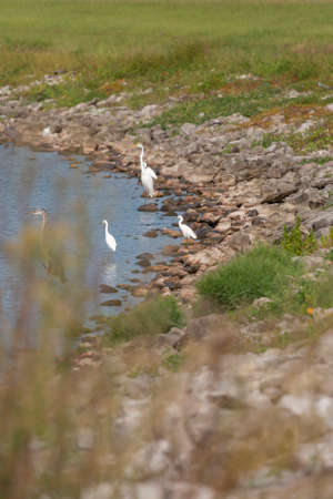 Four snowy egrets (Egretta thula) hunting in shallow water with a great egret (Ardea alba) and a...