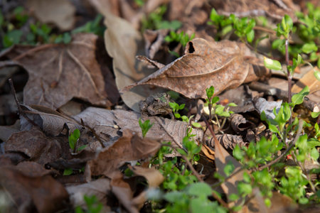 Northern cricket frog (Acris crepitans) sitting still on the ground