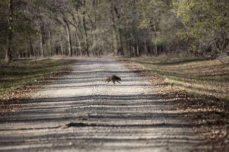 Common raccoon (Procyon lotor) crossing a gravel roadの写真素材
