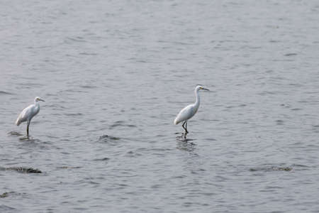 Pair of snowy egrets (Egretta thula) wading in shallow waterの写真素材