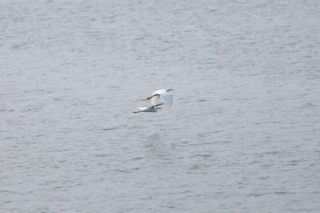 Pair of immature snowy egrets (Egretta thula) in flight above open water