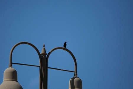 Male red-winged blackbird (Agelaius phoeniceus) perched on a lightの写真素材