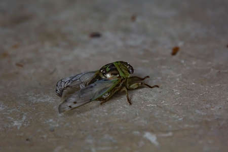 Single resh cicada (Megatibicen resh) on a cement ground