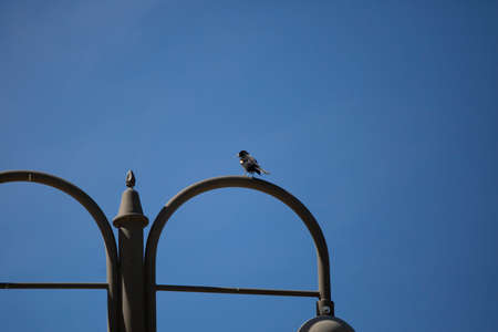 Male red-winged blackbird (Agelaius phoeniceus) perched on a lightの写真素材