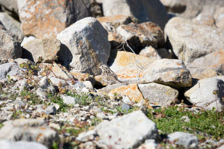 Vesper sparrow (Pooecetes gramineus) looking left from a perch on the rocky groundの写真素材