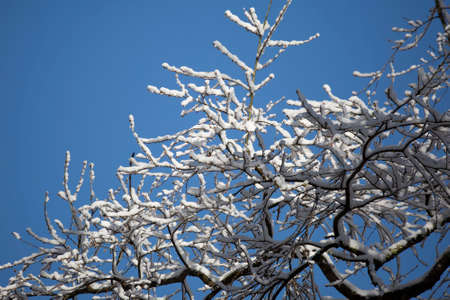 Snow covering bare tree branches against a pretty blue sky