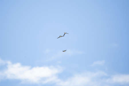 Three tree swallows (Tachycineta bicolor) flying away through a blue sky