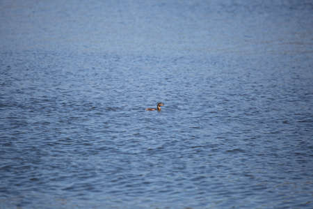 Pied-billed grebe (Podilymbus podiceps) swimming alone in open, deep blue waterの写真素材