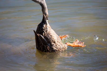 Rouen hen (Anas platyrhynchos domesticus), a domestic breed of mallard, foraging for a snackの写真素材