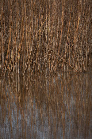 Tall, dried reeds growing in the waterの写真素材