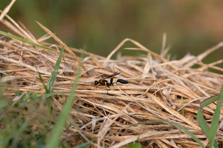 Yellow-legged mud dauber wasp (Sceliphron caementarium) on dry grassの写真素材