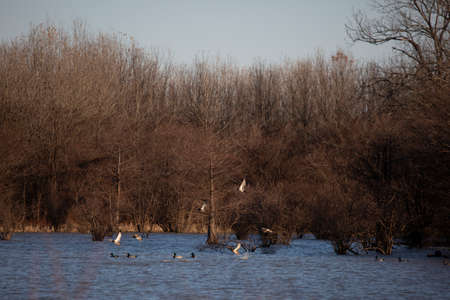 Mallard drakes (Anas platyrhynchos) swimming along as mallard hens take flight from the water below...