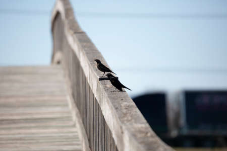 Female red-winged blackbird (Agelaius phoeniceus) on a wooden rail near a male red-winged blackbirdの写真素材