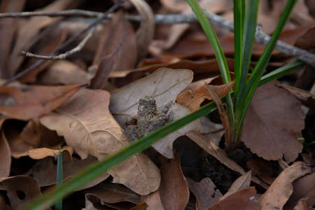 Tiny northern cricket frog (Acris crepitans) on a brown leaf, facing left