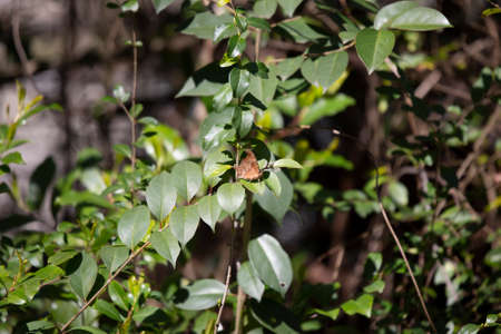 Outer wing of a question mark butterfly (Polygonia interrogationis) perched on a green bush leafの写真素材
