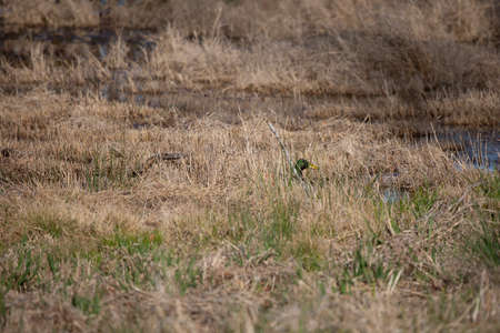 Hidden mallard drake and hen (alive, animal, Aves, background, beak, bill, biodiversity, biology,...
