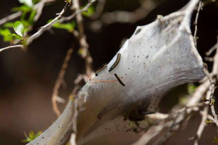 Eastern tent caterpillars (Malacosoma americanum) crawling along the outside of a cocoon