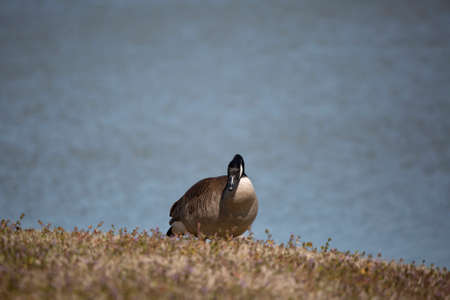 Sassy Canada goose (Branta canadensis) looking out as it forages in a meadow near a shoreの写真素材