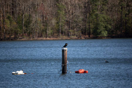 Double-crested cormorant (Phalacrocorax auritus) grooming on a wooden post in the middle of a body of water while another cormorant and an American coot (Fulica americana) swim nearbyの写真素材