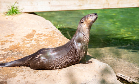 River otter () on a rocky shore near a wooden walkwayのeditorial素材