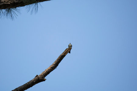Eastern wood-pewee (Contopus virens) looking out majestically from the tip of a dead branchの写真素材