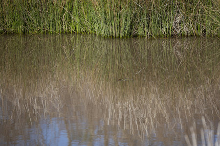 Tall green grass growing in dark brown water