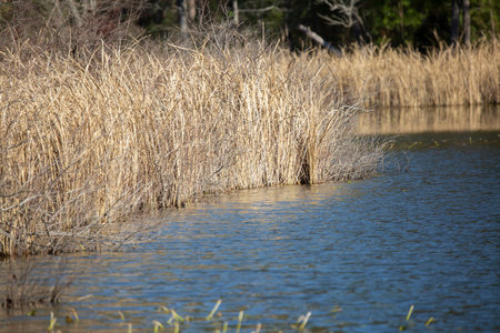 Dried grass foliage at the edge of a waterwayの写真素材
