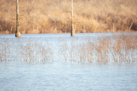 Dried autumn foliage growing in a marshland with a shore covered in autumn foliage in the backgroundの写真素材