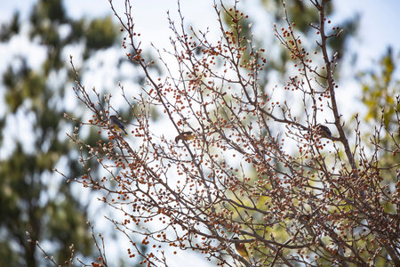 Cedar waxwings (Bombycilla cedrorum) foraging and singing on a red berry bushの写真素材