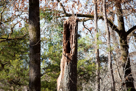 Dead and fallen tree in a small forestの写真素材