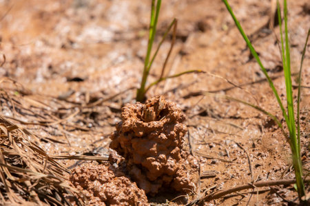 Digger crawfish (Creaserinus fodiens) building its chimney in the mudの写真素材