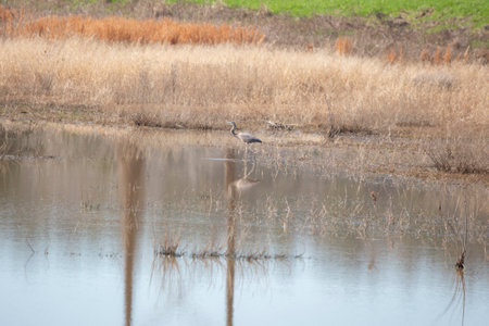 Immature great blue heron (Ardea herodias) wading gingerly through shallow waterの写真素材