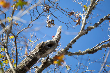 Adult red-headed woodpecker's (Melanerpes erythrocephalus) red head poking up from a tree branch...